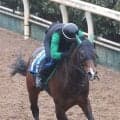 【Ｇ１トク捜リレー】２１日連続万馬券的中ルーキー記者注目はＧ１馬パンジャタワーと同じタワーオブロンドン産駒　高松宮記念