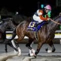 【大井・京浜盃注目馬】3歳ダート三冠の前哨戦 羽田盃に向かって階段を駆け上がるのは