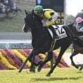 【毎日杯枠順確定】アルトラムスは4枠4番、カフジエメンタールは2枠2番
