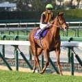 【桜花賞想定馬・騎手】スターアニス、フェスティバルヒルなど18頭