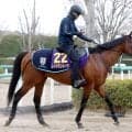 【高松宮記念】切れ者レッドモンレーヴが一発を狙う　中京到着の陣営「仕上がりは万全で言うことないです」