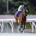 【船橋・京成盃グランドマイラーズ枠順】昨年のかしわ記念2着馬 ウィリアムバローズは8枠13番