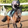 【注目馬動向】日経賞Ｖのマイユニバースは天皇賞・春には向かわず　武幸調教師「宝塚記念に行ければ」