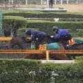 ドリームコア、桜花賞1週前追い切り速報/栗東トレセンニュース