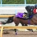 【Ｇ１トク捜リレー】ベテラン勢の奮闘目立つＧ１戦線　栗東・理貴記者の注目は昨年３着の８歳馬　大阪杯