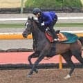【桜花賞・１週前】栗東滞在の関東馬ドリームコアは古馬相手に併入　萩原調教師「動きも良かった」