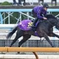 【大阪杯】ショウヘイのＤＰコース追いは友道厩舎流「順調」の証し　友道調教師「十分チャンスはある」