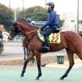 【ＰＯＧ】名牝アーモンドアイを伯母に持つ良血馬ユタライトがゲート試験に合格　宮田調教師「優等生ですね」