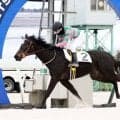 門別競馬場で今年初めて本馬場使用の能力試験 2歳馬スハッチェが50.0秒の好タイム記録