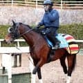 【注目馬動向】昨年のスワンＳ勝ち馬オフトレイル　岩田望来騎手との新コンビで読売マイラーズＣへ