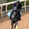 【注目馬動向】大阪杯５着のセイウンハーデスは安田記念へ　鞍上は引き続き幸英明騎手