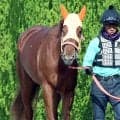 【桜花賞】２歳女王スターアニスはＣＷコースを落ち着いて半周　高野調教師「力みをほぐしてというところ」
