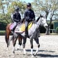 土曜阪神競馬場の注目激走馬…阪神１１Ｒ阪神牝馬ステークス・Ｇ２