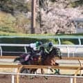 【桜花賞】馬トク外厩情報…阪神ジュベナイルフィリーズ組の強さ証明　春の結果が示す“世代上位の１頭”