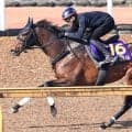 【皐月賞・山下の特注馬】どんな競馬でもできるマテンロウゲイルが面白い　馬券的な妙味もありそうな一頭