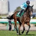 【福島牝馬S想定騎手】パラディレーヌは丹内祐次騎手、ミッキーゴージャスは横山典弘騎手