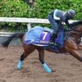 【皐月賞】整いました！カヴァレリッツォが坂路を楽走で万全アピール　「しっかり仕上がったと思う」と陣営も手応え
