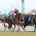 ２２年のシンザン記念を勝ったマテンロウオリオンが競走馬登録を抹消　阪神競馬場で乗馬に