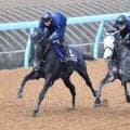 【皐月賞】終始楽な手応えでラスト１１秒２！　きさらぎ賞Ｖから直行のゾロアストロは「力は出せる仕上がり」と宮田調教師　