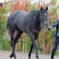 【皐月賞】唯一の重賞２勝馬リアライズシリウスは７枠１５番　陣営「内過ぎるよりは他馬の出方を見て進められる」