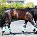【皐月賞】Ｇ１馬ロブチェンは最終調整でも力強い脚取り　陣営「納得のいく仕上がり」