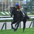 【青葉賞想定馬・騎手】ブラックオリンピア、ノーブルサヴェージなど24頭