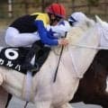 【吹田特別】半姉はソダシ＆ママコチャ 白毛のカルパが3勝目なるか