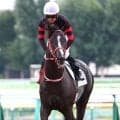 【中山グランドＪ】新星に王者の壁...ＪＧ１初挑戦４・１億円馬ホウオウプロサンゲは４着　圧勝続きで２番人気で出走も…