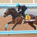 牝馬重賞戦線で活躍したフィールシンパシーが引退　岡田スタッドで繁殖入りへ