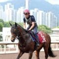 【香港チャンピオンズデー】サトノレーヴは順調　陣営も「活気のある走り」　日本勢の現地での調整ぶりを香港ジョッキークラブが公開