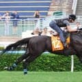 【香港・チャンピオンズＭ】シュトラウス絶好調　武井調教師「『最高の状態』と言っていた」モレイラ騎手を背に追い切り