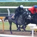 【天皇賞・春・１週前】武豊騎手とＧ１初制覇狙うアドマイヤテラはしっかり負荷　友道調教師「春はここが最大目標」