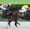 【オアシスＳ】得意の左回りでドンインザムードが一騎打ち制す　荻野極騎手「すごく充実している」