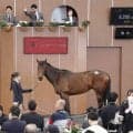 【ブリーズアップセール】レイデオロ産駒「ウインアルエットの２０２４」がセール史上最高額大幅更新の８２００万円で落札