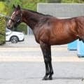 5年連続馬券圏内の波に乗るか 天皇賞(春)で馬体派記者が太鼓判押す一頭は