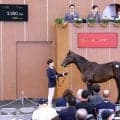 【ブリーズアップセール】新種牡馬カラヴァッジオ産駒の牡馬「ブライトメッセージの２０２４」が３９００万円で落札
