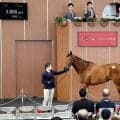 【ブリーズアップセール】牝馬の最高落札額は「トーセンナチュラルの２０２４」の２６００万円