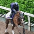 【Ｇ１トク捜リレー】坂路で抜群の最終リハ！吉村調教師も「申し分のない」とヴェルミセルに自信　雨が残ればがさらに怖い
