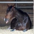 羽田盃を制したフィンガーが美浦に帰厩　一夜明けて田中博調教師が「よく寝ています」と明かす
