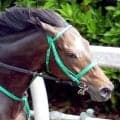 【天皇賞・春】タガノデュードは６枠１１番　陣営「後ろから行く馬なので枠はどこでも良かった」