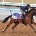 【注目馬動向】２４年桜花賞馬のステレンボッシュは戸崎圭太騎手との再コンビでエプソムＣへ