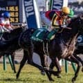 【京都新聞杯想定馬・騎手】ベレシート、エムズビギンなど16頭