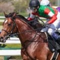 半兄は名馬キタサンブラック アルマデオロが待望の3勝目狙う
