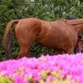 【天皇賞・春・土曜気配】シンエンペラーはＣＷコースを単走　陣営「順調です。馬自体は良くなっている」