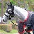 【天皇賞・春・土曜気配】１９５３年レダ以来の牝馬Ｖへアクアヴァーナルは前走以上の出来　四位調教師「大一番へ向けて仕上がっている」