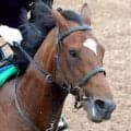 【京王杯ＳＣ】レーン騎手騎乗の２番人気ダノンセンチュリーは９着　連勝は３でストップ　４戦４勝だった府中での初黒星
