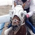 【京王杯ＳＣ】１番人気ファンダムは直線で力尽き８着　無傷３連勝で毎日杯を制した素質馬の復活はお預け