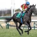 【エプソムC見どころ】鋭い決め手の持ち主トロヴァトーレを支持