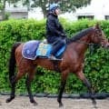 【エプソムＣ・三戸の特注馬】舞台・状態・鞍上と好条件そろう　初タイトル狙うサクラファレルは今後も追いかけたい大器