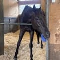 推定２センチ差の激戦から一夜明け　天皇賞・春Ｖのクロワデュノールは馬房で元気な姿　間宮助手「いつもぐらいの疲れかな」